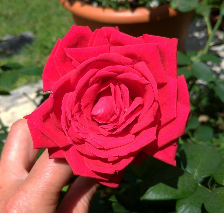 Gemma Di Gallura Charme B&B Όλμπια Εξωτερικό φωτογραφία